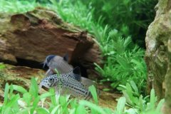 Corydoras julii e Corydoras panda - Autore: Dobermax