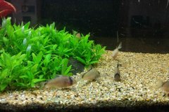 Corydoras metae - Autore: gianlucadf