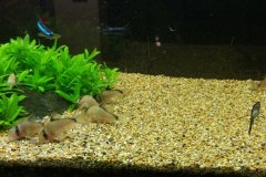 Corydoras metae - Autore: gianlucadf