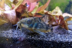 Corydoras paleatus - Autore: Golia