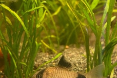 Corydoras panda - Autore: DaniloC