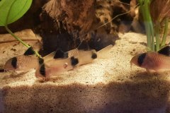 Corydoras panda - Autore: FB1977