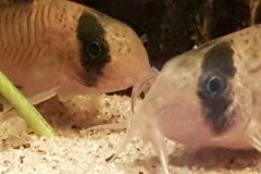 Corydoras panda - Autore: FB1977