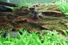 Corydoras panda - Autore: Dobermax