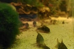 Corydoras schultzei - Autore: malt126