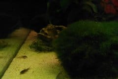 Corydoras schultzei - Autore: malt126