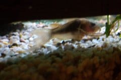 Corydoras schultzei long fin - Autore: Basturk