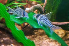 Corydoras schwarzi - Autore: fla973