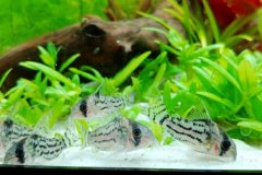 Corydoras schwarzi - Autore: fla973