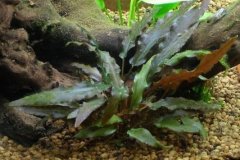 Cryptocoryne beckettii - Autore: Giojimbo