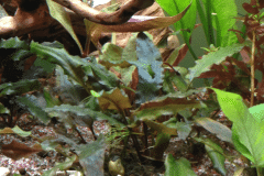 Cryptocoryne beckettii - Autore: Pax04