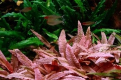 Cryptocoryne flamingo - Autore: BGM