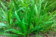 Cryptocoryne wendtii green - Autore:  pisu