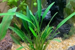 Cryptocoryne sp. - Autore: Leshen