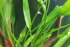 Cryptocoryne sp. - Autore: Garden