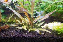 Cryptocoryne sp. - Autore: dario.catalano