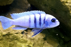 Cynotilapia hara gallireya - Autore: mcarbo82