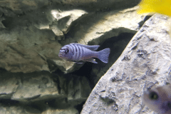 Cynotilapia hara gallireya - Autore: mcarbo82