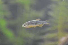 Danio margaritatus