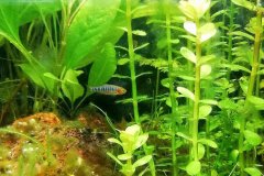 Danio margaritatus - Autore: Samu