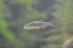 Danio margaritatus - Autore: ventos