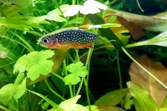 Danio margaritatus - Autore: Ragnar