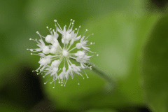 Hydrocotyle leucocephala in fiore - autore Adrisera