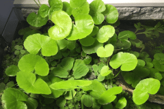 Hydrocotyle leucocephala - autore roby70