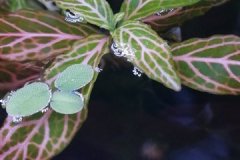 Hygrophila polisperma rosanervig - Autore: mmarco