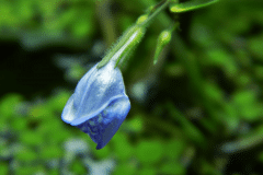 Hygrophila corimbosa in fiore - Autore: Elisabeth