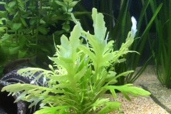 Hygrophila difformis - Autore: Robeee