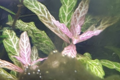 Hygrophila polisperma rosanervig - Autore: Marta