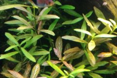 Hygrophila polisperma rosanervig - Autore: mmarco