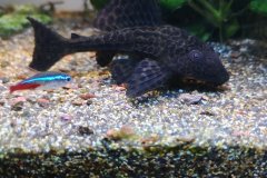 Hypostomus plecostomus - Autore: Andariel