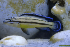 Julidochromis markemithi - Autore: FedericoF