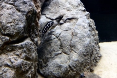 Julidochromis transcriptus Gombi - Autore: Starman