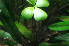 Marsilea sp.