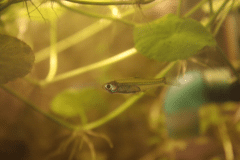 Microdevario kubotai