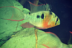 Mikrogeophagus altispinosus