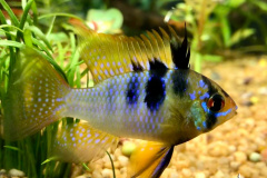 Mikrogeophagus ramirezi