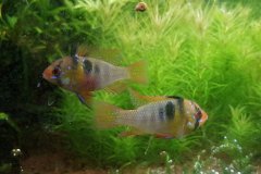 Mikrogeophagus ramirezi coppia - Autore pippove