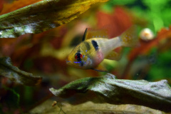 Mikrogeophagus ramirezi femmina - Autore aleph0