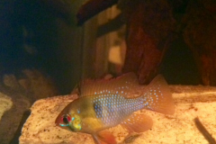 Mikrogeophagus ramirezi - Autore Giueli