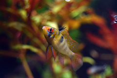 Mikrogeophagus ramirezi - Autore aleph0