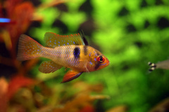 Mikrogeophagus ramirezi - Autore aleph0