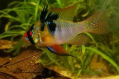 Mikrogeophagus ramirezi - Autore Monica