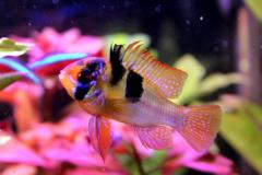 Mikrogeophagus ramirezi -Autore Scheccia