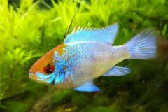 Mikrogeophagus ramirezi electric blu maschio - Autore Fax007