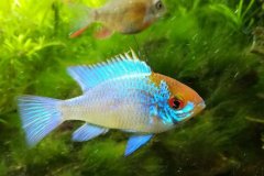 Mikrogeophagus ramirezi electric blu maschio - Autore Fax007