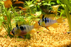 Mikrogeophagus ramirezi  coppia - Autore Alessandroge